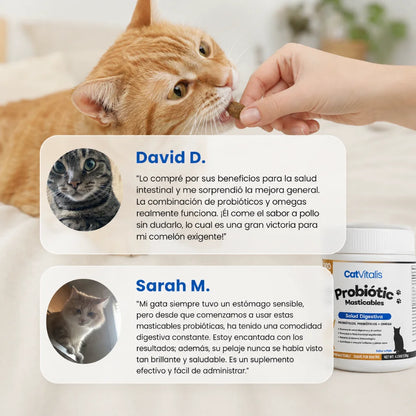 Probióticos Felinos
