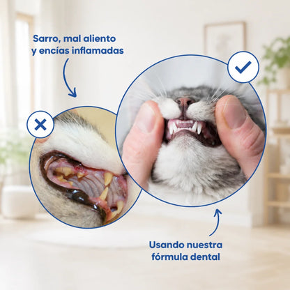 Enjuague dental felino